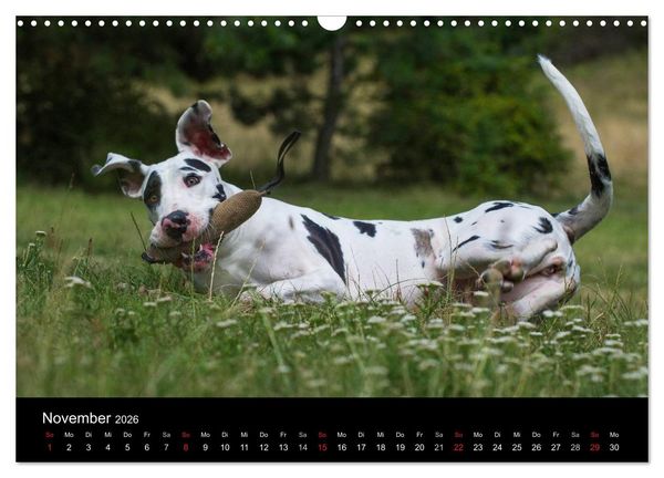 Produktbild: Deutsche Dogge 2026 (Wandkalender 2026 DIN A3 quer), CALVENDO Monatskalender