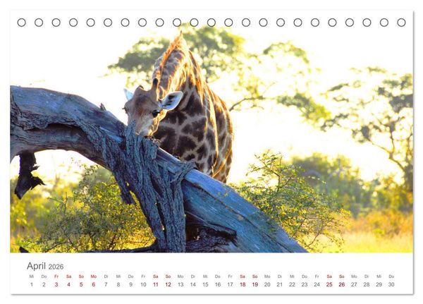 Produktbild: Safari / Afrika (Tischkalender 2026 DIN A5 quer), CALVENDO Monatskalender