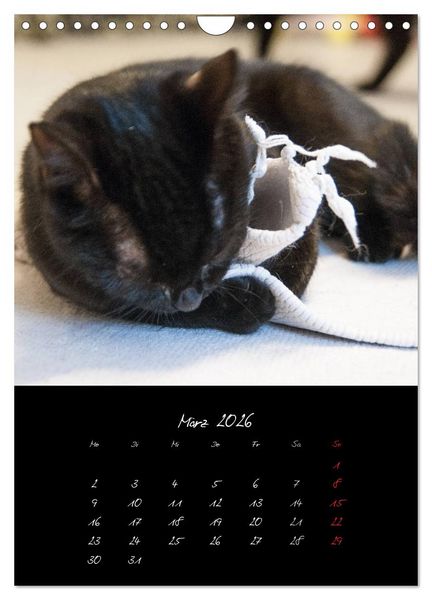 Produktbild: Katzenalltag 2026 (Wandkalender 2026 DIN A4 hoch), CALVENDO Monatskalender