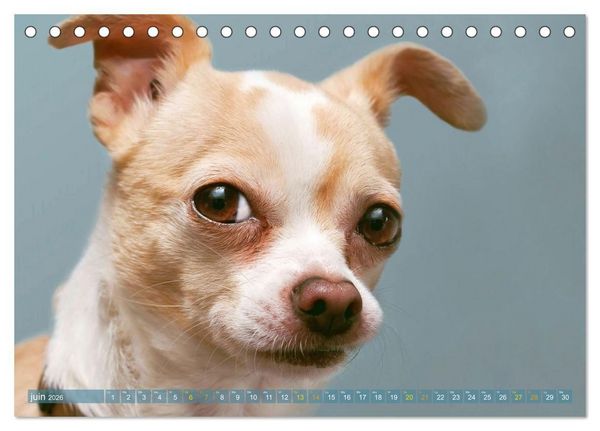 Produktbild: Chihuahua : petit, mais costaud (Calendrier de bureau 2026 DIN A5 vertical), CALVENDO calendrier mensuel