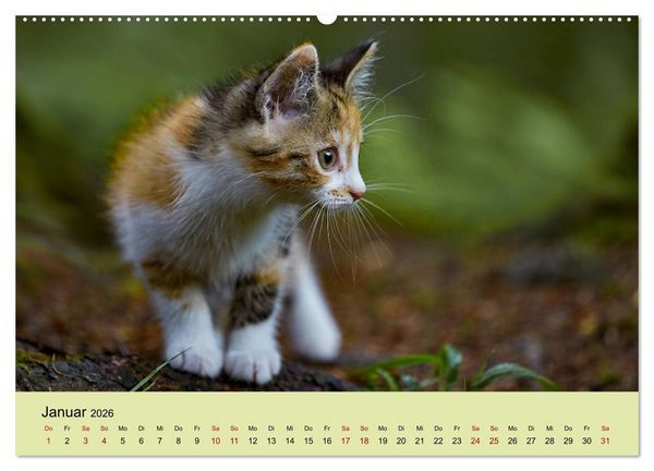 Produktbild: Junge Katzen im Wald (Wandkalender 2026 DIN A2 quer), CALVENDO Monatskalender