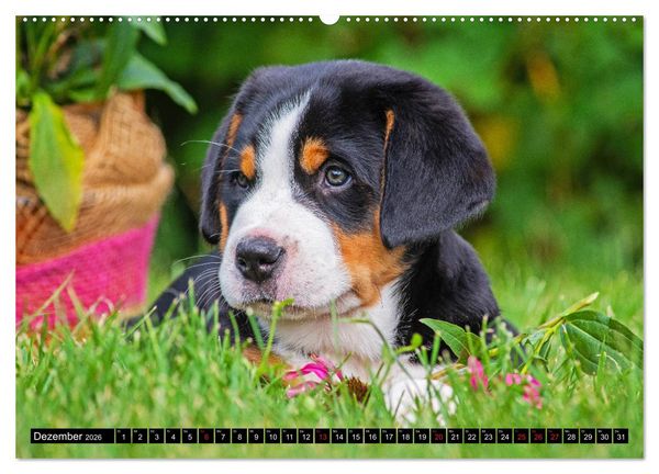 Produktbild: Ein Hund zum Verlieben - Gro&szlig;er Schweizer Sennenhund (hochwertiger Premium Wandkalender 2026 DIN A2 quer), Kunstdruck in Hochglanz