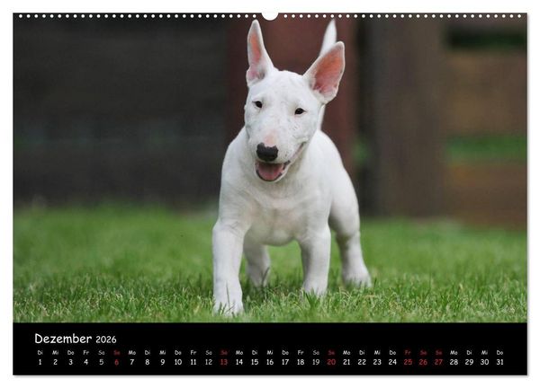 Produktbild: Bullterrier (Wandkalender 2026 DIN A2 quer), CALVENDO Monatskalender