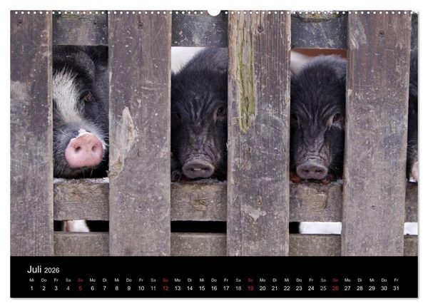 Produktbild: Schweinereien (Wandkalender 2026 DIN A2 quer), CALVENDO Monatskalender