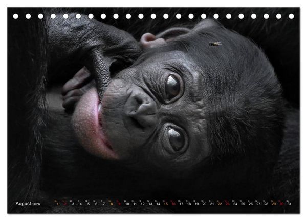 Produktbild: MENSCHENAFFENKINDER 2 (Tischkalender 2026 DIN A5 quer), CALVENDO Monatskalender