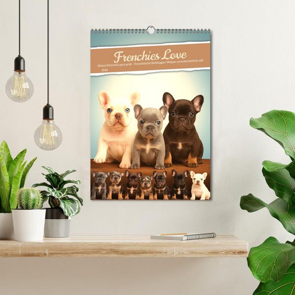 Produktbild: Frenchies Love &ndash; Kleine Schnuten ganz gro&szlig; - Franz&ouml;sische Bulldoggen Welpen unwiderstehlich s&uuml;&szlig; (Wandkalender 2026 DIN A3 hoch), CALVENDO Monatskalender