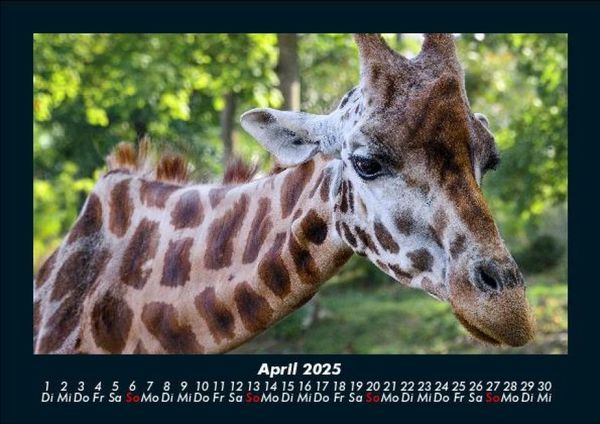 Produktbild: Giraffen 2025 Fotokalender DIN A5