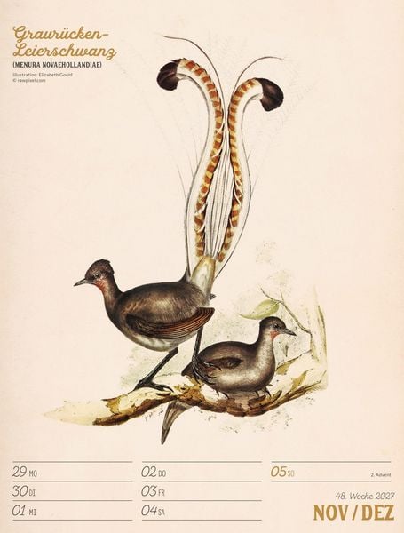 Produktbild: Wunderbare Vogelwelt Wochenplaner Kalender 2027