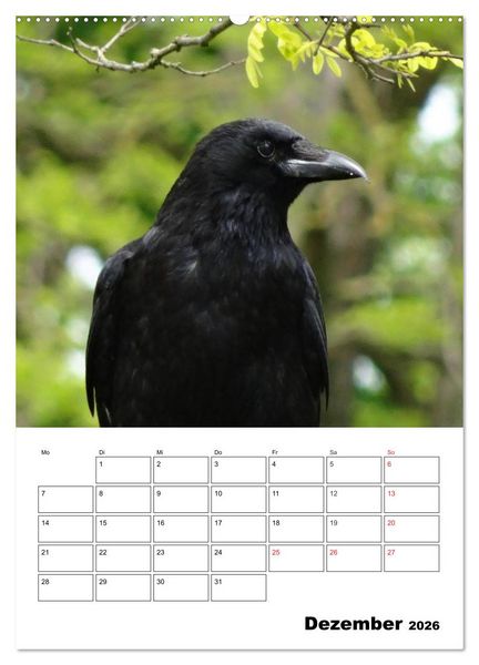 Produktbild: Rabenv&ouml;gel Terminplaner (hochwertiger Premium Wandkalender 2026 DIN A2 hoch), Kunstdruck in Hochglanz