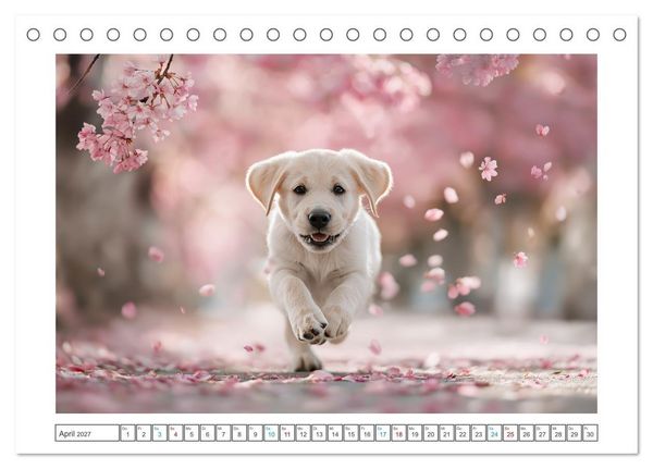 Produktbild: Labrador Liebe (Tischkalender 2027 DIN A5 quer), CALVENDO Monatskalender