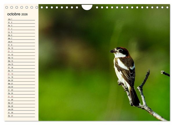 Produktbild: Notre nature sauvage, les passereaux d'Europe (Calendrier mural 2026 DIN A4 vertical), CALVENDO calendrier mensuel