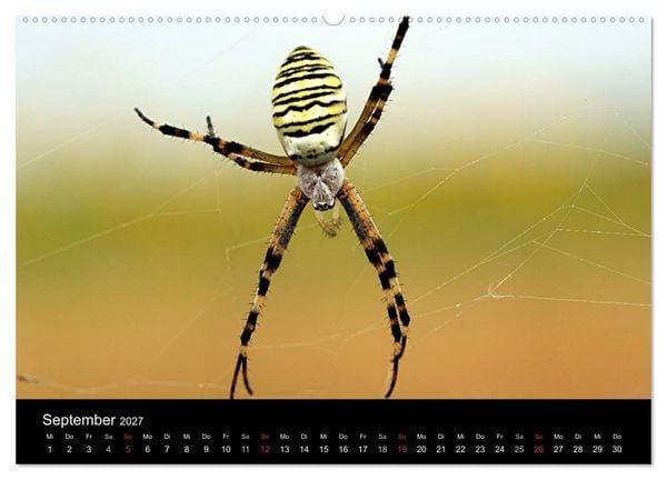 Produktbild: Makro-Kalender 2027 (hochwertiger Premium Wandkalender 2027 DIN A2 quer), Kunstdruck in Hochglanz