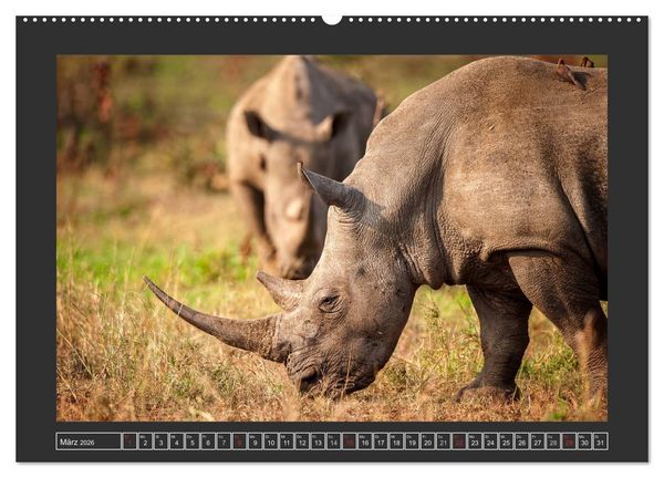 Produktbild: Das Wei&szlig;e Nashorn (Wandkalender 2026 DIN A2 quer), CALVENDO Monatskalender
