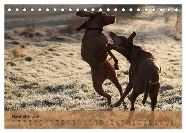 Produktbild: Magyar Vizsla - Ungarischer Vorstehhund (Tischkalender 2026 DIN A5 quer), CALVENDO Monatskalender