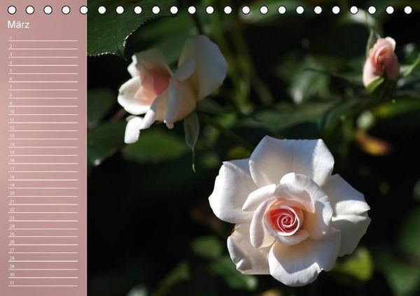 Produktbild: Zarte Sch&ouml;nheiten - Rosen (Tischkalender immerw&auml;hrend DIN A5 quer)