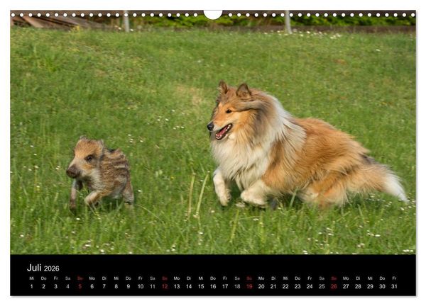 Produktbild: Ziva und ihre Freunde (Wandkalender 2026 DIN A3 quer), CALVENDO Monatskalender