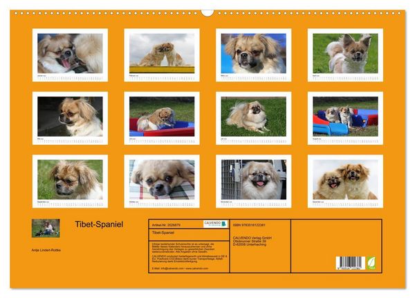 Produktbild: Tibet-Spaniel (Wandkalender 2026 DIN A2 quer), CALVENDO Monatskalender