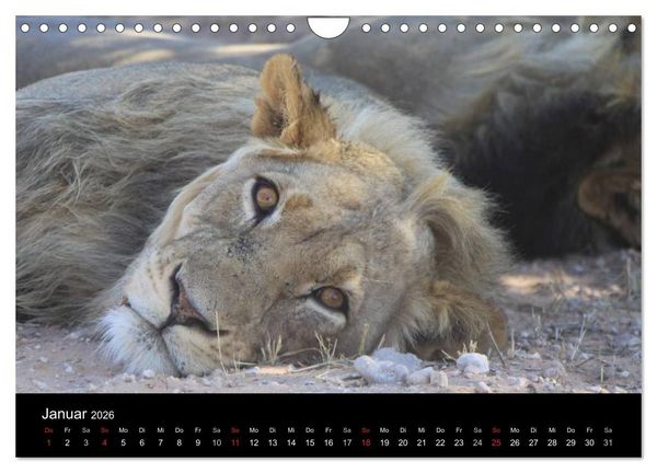 Produktbild: L&ouml;wen - K&ouml;nige der Tiere (Wandkalender 2026 DIN A4 quer), CALVENDO Monatskalender