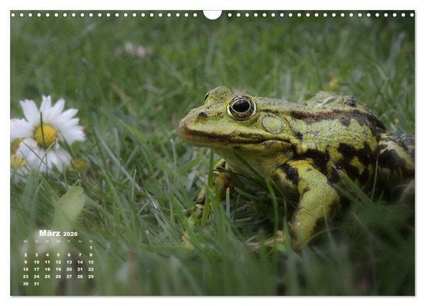Produktbild: Gl&uuml;ckliche Fr&ouml;sche (Wandkalender 2026 DIN A3 quer), CALVENDO Monatskalender