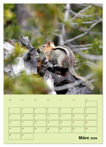 Produktbild: H&ouml;rnchen aus aller Welt (Wandkalender 2026 DIN A3 hoch), CALVENDO Monatskalender
