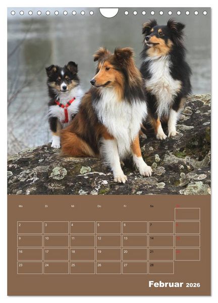 Produktbild: SHELTIES Herzensbrecher auf 4 Pfoten (Wandkalender 2026 DIN A4 hoch), CALVENDO Monatskalender