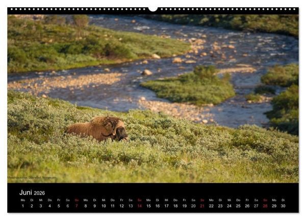 Produktbild: Naturwucht Skandinavien (hochwertiger Premium Wandkalender 2026 DIN A2 quer), Kunstdruck in Hochglanz