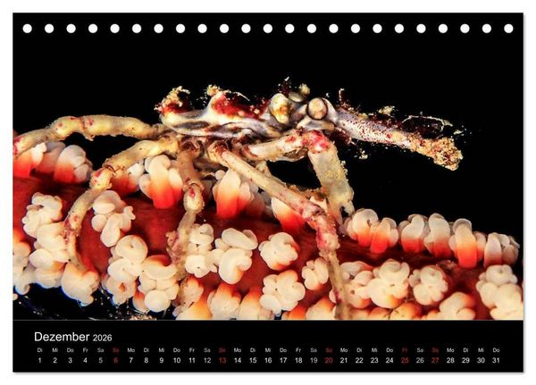 Produktbild: Faszination Makro Unterwasser (Tischkalender 2026 DIN A5 quer), CALVENDO Monatskalender