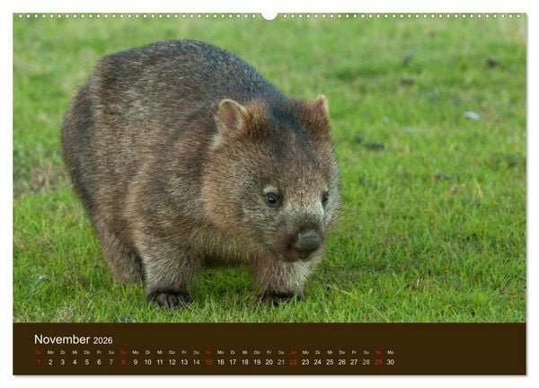 Produktbild: Beuteltiere Australiens (hochwertiger Premium Wandkalender 2026 DIN A2 quer), Kunstdruck in Hochglanz