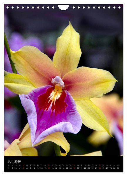 Produktbild: Faszination Orchideen (Wandkalender 2026 DIN A4 hoch), CALVENDO Monatskalender