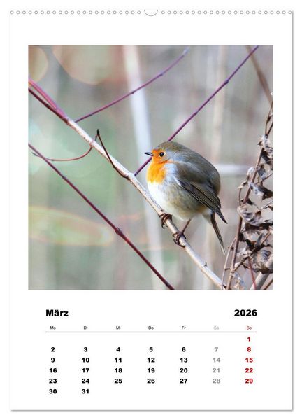 Produktbild: Rotkehlchen, s&uuml;&szlig;e kleine Knutschkugeln (Wandkalender 2026 DIN A2 hoch), CALVENDO Monatskalender
