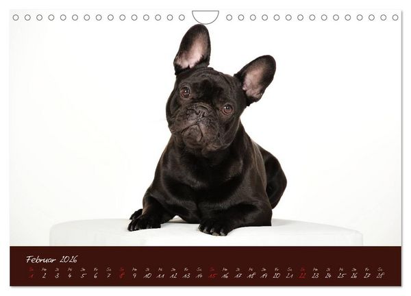 Produktbild: Franz&ouml;sische Bulldoggen (Wandkalender 2026 DIN A4 quer), CALVENDO Monatskalender