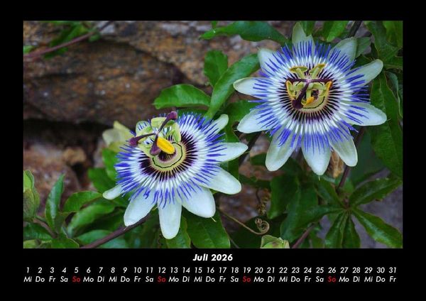 Produktbild: Blumentr&auml;ume 2026 Fotokalender DIN A3