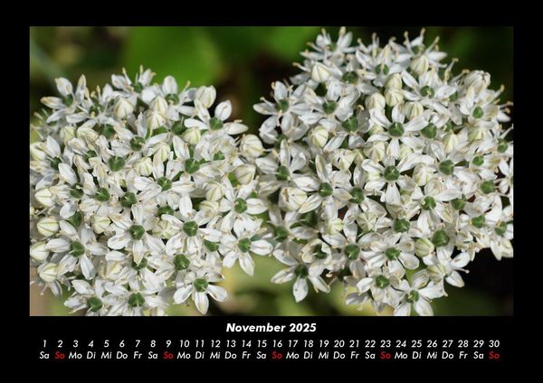 Produktbild: Blumentr&auml;ume 2025 Fotokalender DIN A3