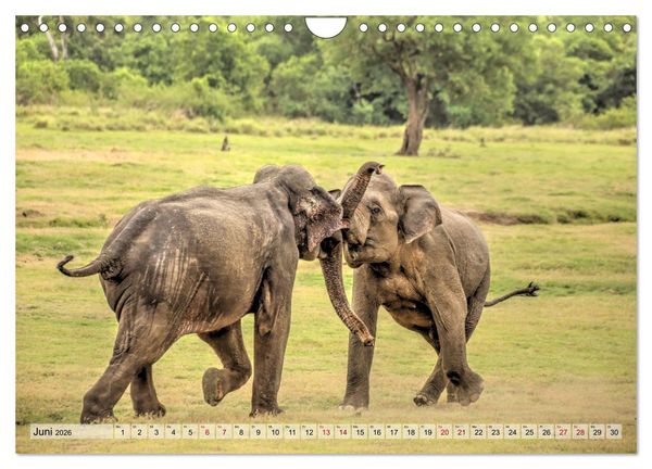 Produktbild: Sri Lanka - Tempel, Tee und Elefanten (Wandkalender 2026 DIN A4 quer), CALVENDO Monatskalender