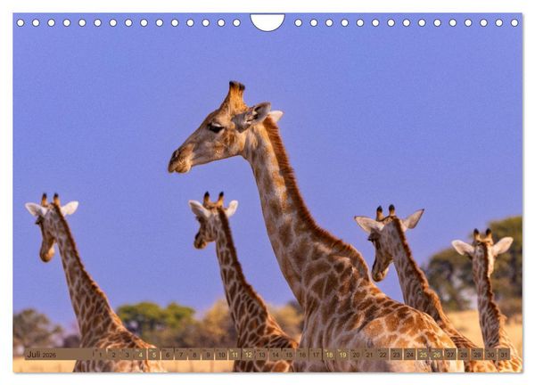 Produktbild: Wildlife Namibia - Etosha und Kalahari (Wandkalender 2026 DIN A4 quer), CALVENDO Monatskalender