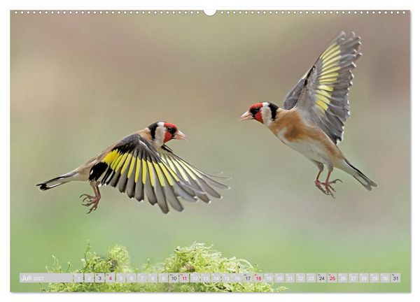 Produktbild: Flugk&uuml;nstler in luftiger H&ouml;he - Heimische Singv&ouml;gel im Flug (Wandkalender 2027 DIN A2 quer), CALVENDO Monatskalender