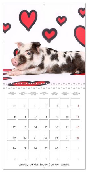 Produktbild: Sweet little piglets (Wall Calendar 2026 12 &times; 12 Inch) CALVENDO 12 Month Wall Calendar