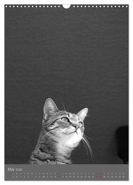 Produktbild: Sonja Heller Katzen in SW-Portraits (Wandkalender 2026 DIN A3 hoch), CALVENDO Monatskalender