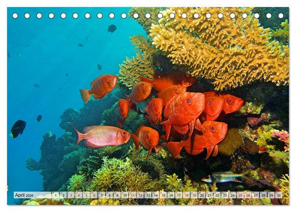 Produktbild: Abenteuer Riff - bunte Unterwasserwelt (Tischkalender 2026 DIN A5 quer), CALVENDO Monatskalender