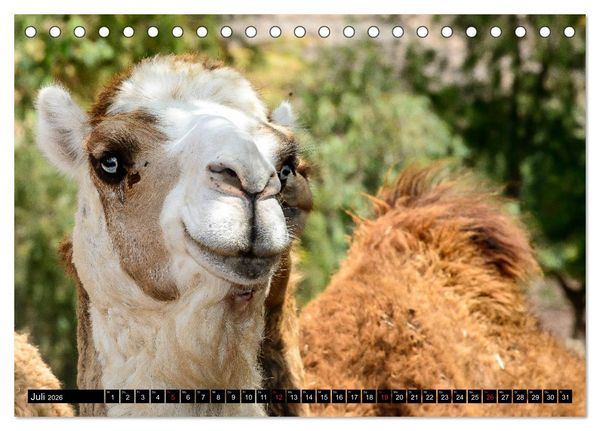 Produktbild: Afrika - Welt der Tiere (Tischkalender 2026 DIN A5 quer), CALVENDO Monatskalender