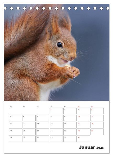 Produktbild: Eichh&ouml;rnchen Luna (Tischkalender 2026 DIN A5 hoch), CALVENDO Monatskalender