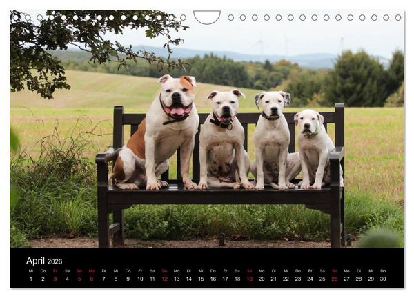 Produktbild: American Bulldog - stolz, loyal, einzigartig (Wandkalender 2026 DIN A4 quer), CALVENDO Monatskalender