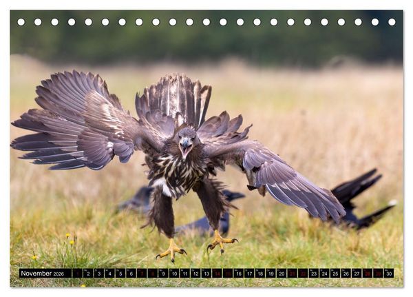 Produktbild: Seeadler in Polen (Tischkalender 2026 DIN A5 quer), CALVENDO Monatskalender