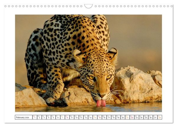 Produktbild: African Big Cats (Wall Calendar 2026 DIN A3 landscape), CALVENDO 12 Month Wall Calendar