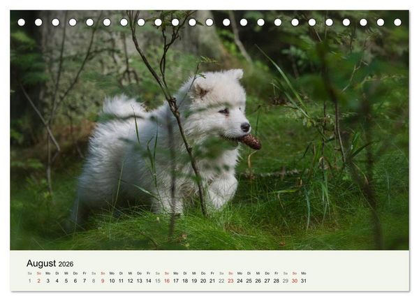 Produktbild: Kleine Samojeden - Eisb&auml;rchen Abenteuer im M&auml;rchenwald (Tischkalender 2026 DIN A5 quer), CALVENDO Monatskalender