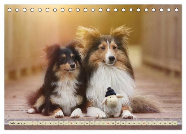 Produktbild: SHELTIES Liebe auf 4 Pfoten (Tischkalender 2026 DIN A5 quer), CALVENDO Monatskalender