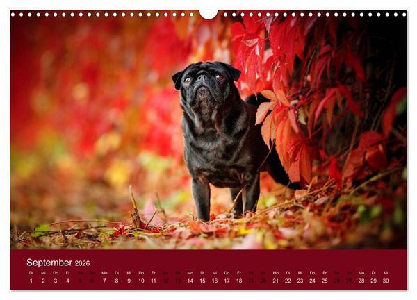 Produktbild: Diesel - ein mopsiges Leben (Wandkalender 2026 DIN A3 quer), CALVENDO Monatskalender