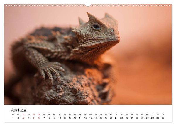 Produktbild: Faszination - Echsen (Wandkalender 2026 DIN A2 quer), CALVENDO Monatskalender