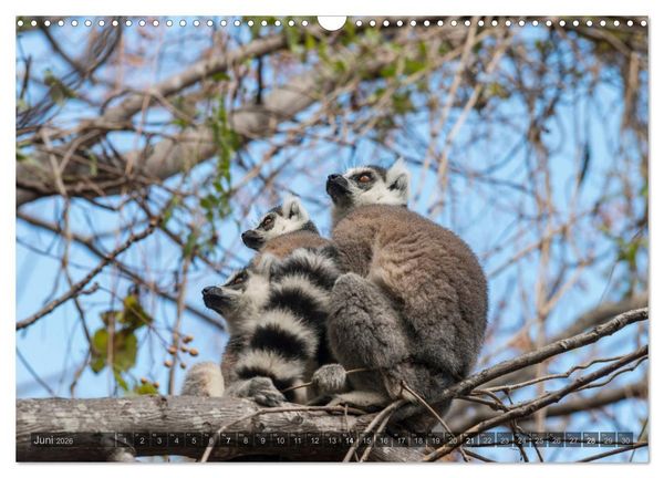 Produktbild: Tierisches Madagaskar (Wandkalender 2026 DIN A3 quer), CALVENDO Monatskalender