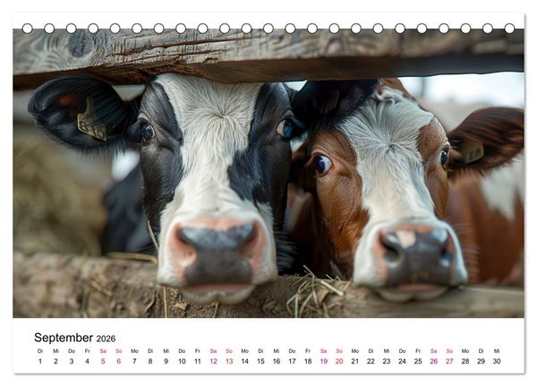 Produktbild: Holsteiner Sch&ouml;nheiten (Tischkalender 2026 DIN A5 quer), CALVENDO Monatskalender